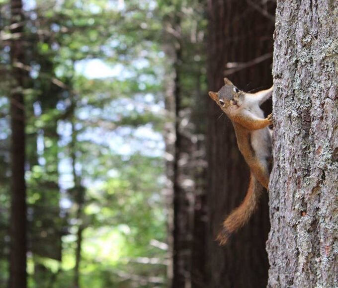 Guard Your Improved Home with 7 Tips Against Wild Pet Invasion 1