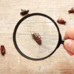 The Impact of Fall Weather on Pest Behavior
