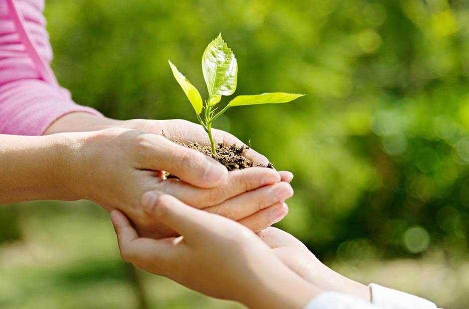 Tree Memorial Gifts