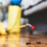 Cockroach infestations Pest Management