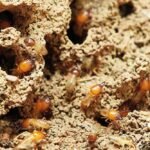 The Ins and Outs of Termite Spot Treatment