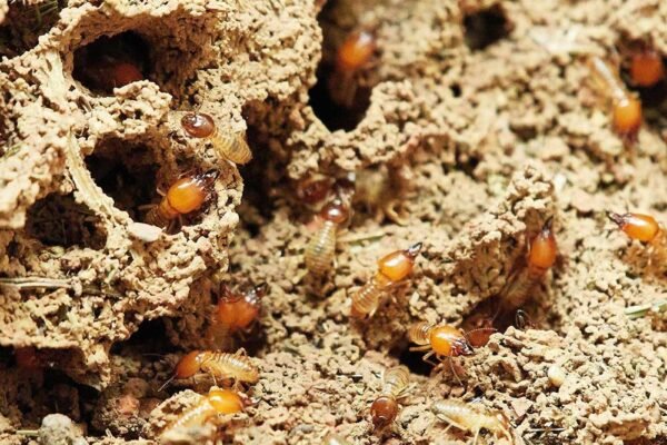 The Ins and Outs of Termite Spot Treatment