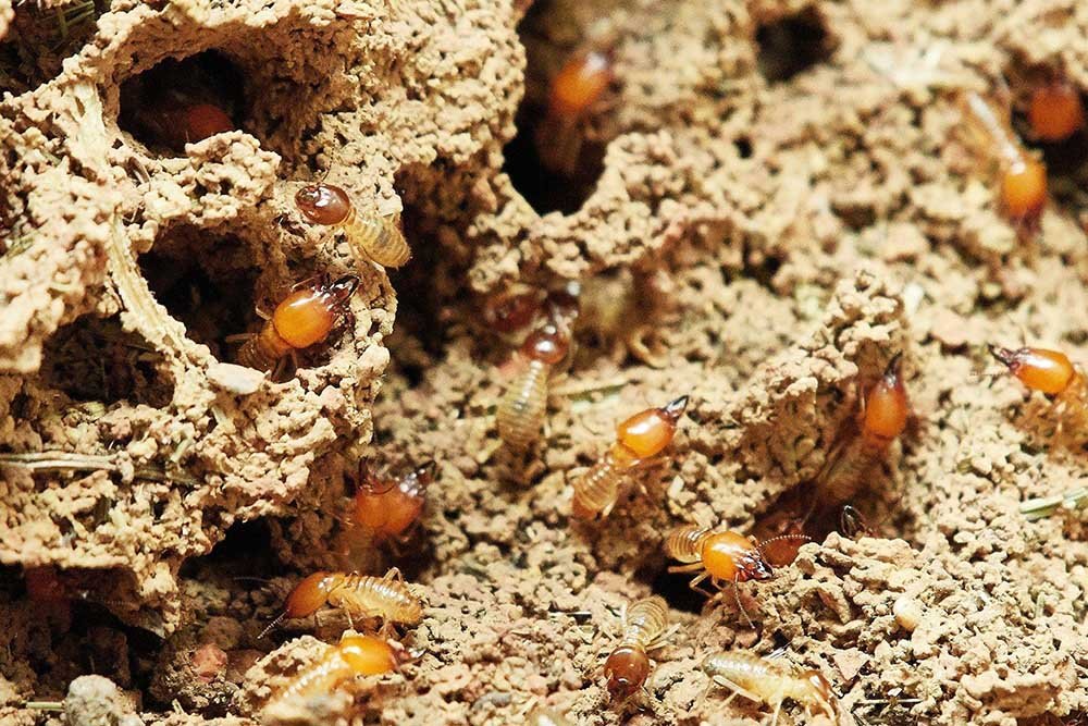The Ins and Outs of Termite Spot Treatment