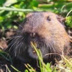 Gopher Control Service