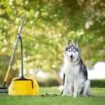 Pet Waste Removal