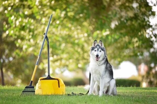 Pet Waste Removal