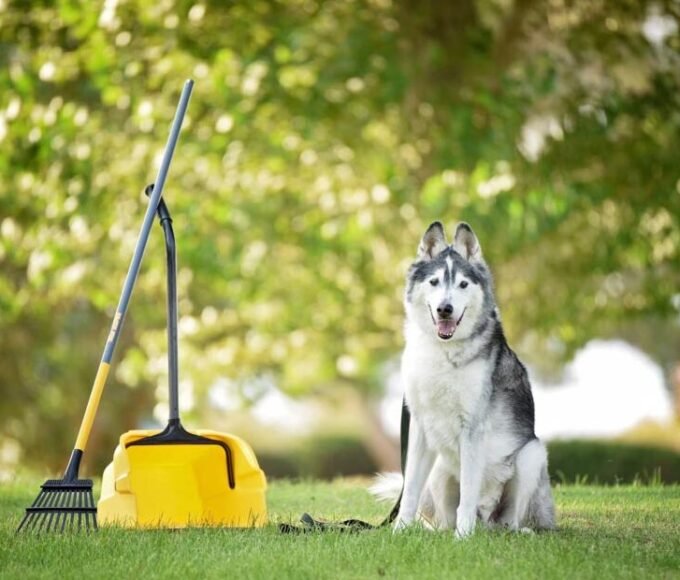 Pet Waste Removal