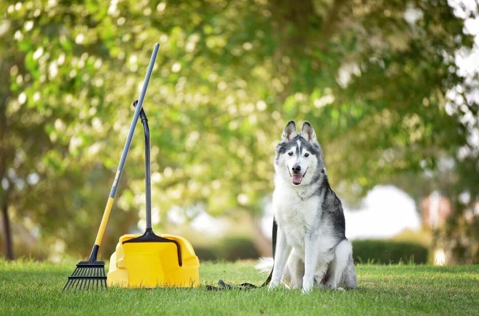 Pet Waste Removal