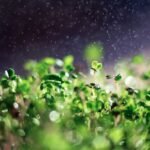 The 4 Best Indoor Plants You Can Grow Year-Round in a Hydroponic Gardening System