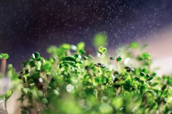 The 4 Best Indoor Plants You Can Grow Year-Round in a Hydroponic Gardening System