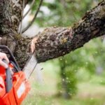 Tree Removal Services