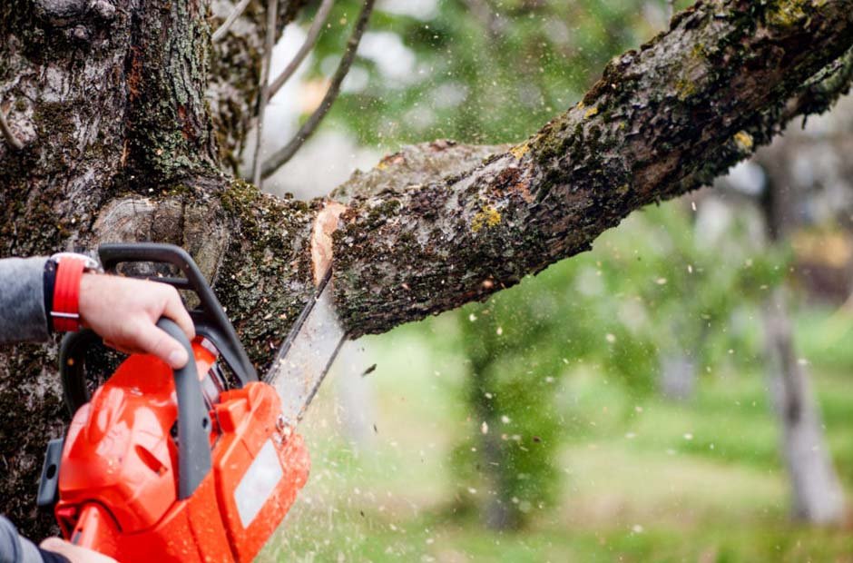 Tree Removal Services