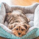 Choosing the Perfect Bed for Your Small Dog
