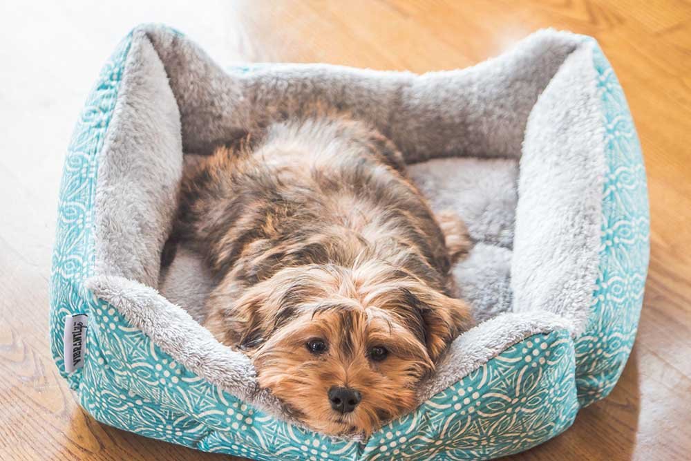 Choosing the Perfect Bed for Your Small Dog