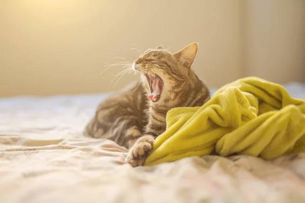 Do cats like to be covered with a blanket 1