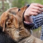 Safety Tips After a Dog Bite Injury