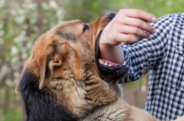 Safety Tips After a Dog Bite Injury