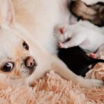 A Comprehensive Guide to Caring for Your Pregnant Dog