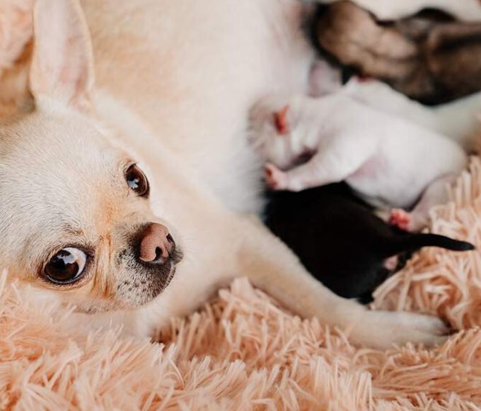 A Comprehensive Guide to Caring for Your Pregnant Dog