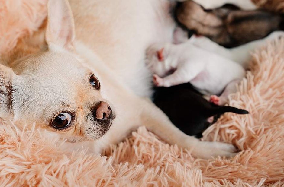 A Comprehensive Guide to Caring for Your Pregnant Dog