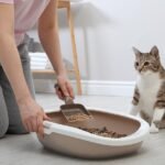 Clean Your Cat's Litter Box