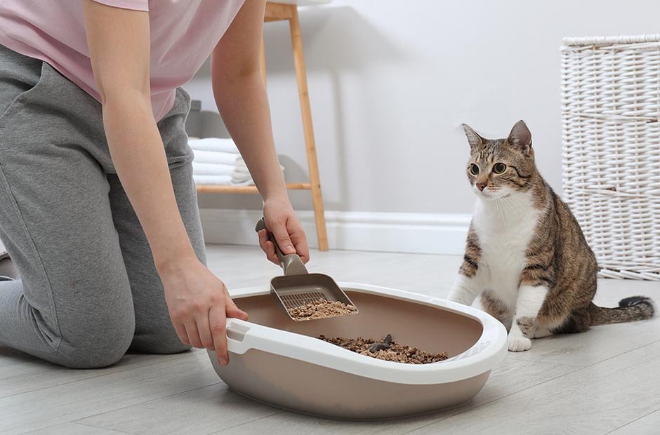 Clean Your Cat's Litter Box