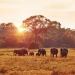 Exploring South Africa's Wildlife