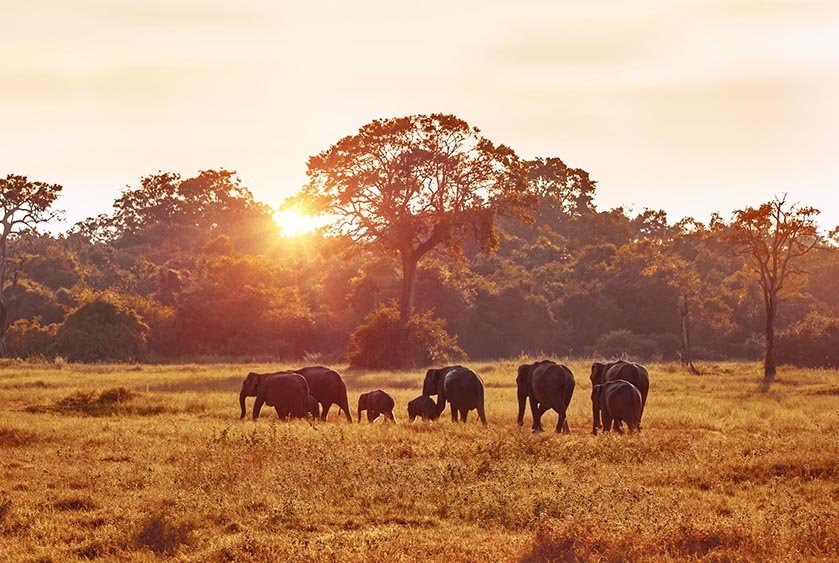 Exploring South Africa's Wildlife