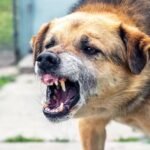 Interpret Dog Bite Laws