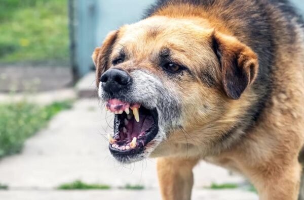 Interpret Dog Bite Laws