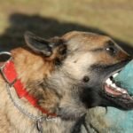 Understanding Dog Owner Responsibilities After a Bite