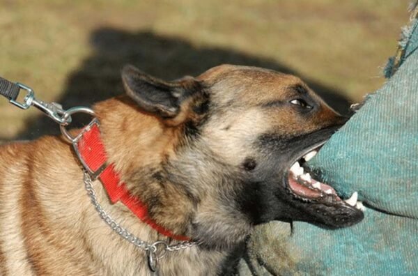 Understanding Dog Owner Responsibilities After a Bite