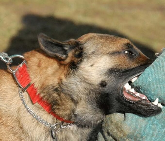 Understanding Dog Owner Responsibilities After a Bite