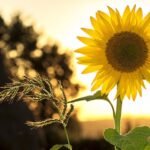 How to Prepare Your Home for the Summer