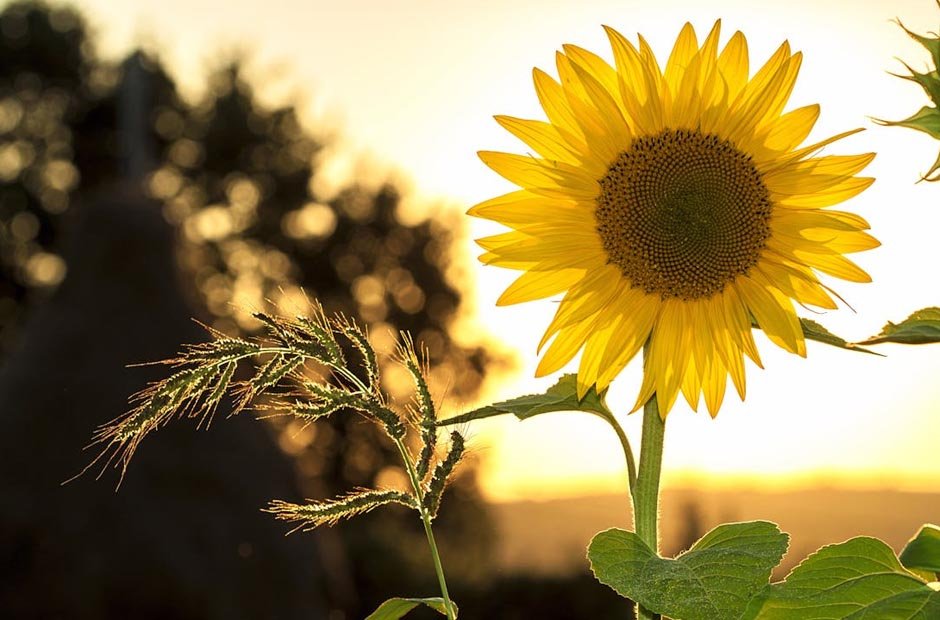 How to Prepare Your Home for the Summer