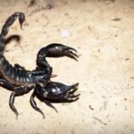Warning Signs of a Scorpion Infestation in Your Home