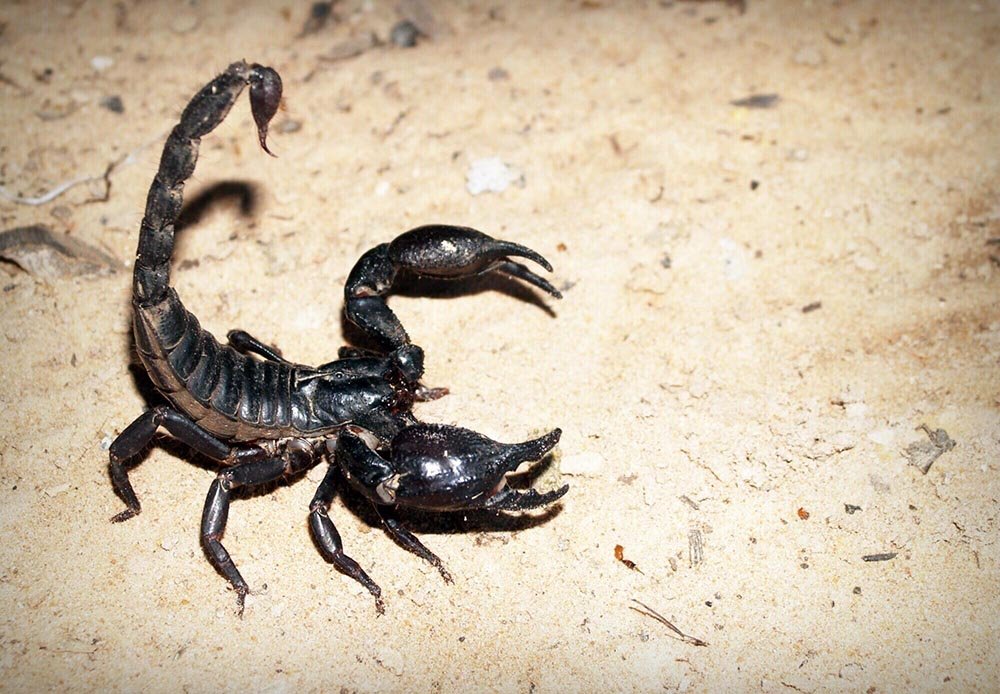 Warning Signs of a Scorpion Infestation in Your Home