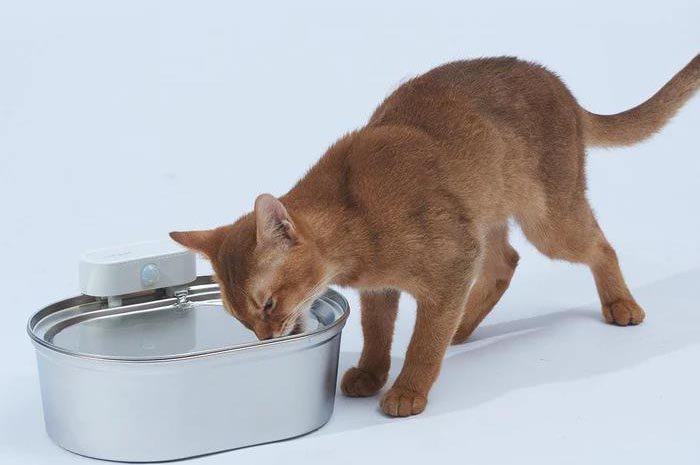 Why Pet Water Fountains are Extremely Useful