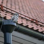 Helpful Tips on How to Maintain Your Gutter System