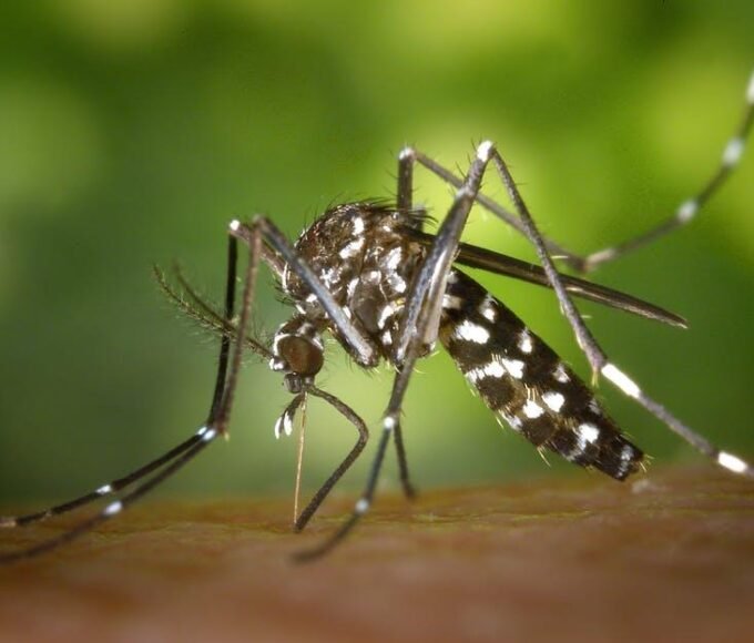The Top 4 Insects That Could Infest Your Large Backyard