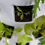 The Top Herbs and Vegetables to Grow in Your Indoor Tower Garden