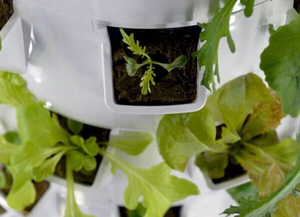 The Top Herbs and Vegetables to Grow in Your Indoor Tower Garden