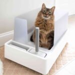 Perfect Litter Box for Your Large Cat