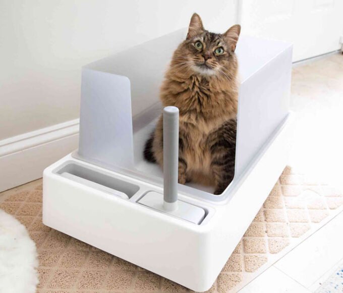 Perfect Litter Box for Your Large Cat