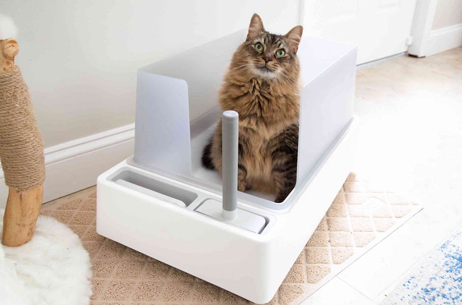 Perfect Litter Box for Your Large Cat