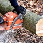 The Do's and Don'ts of Small Tree Removal