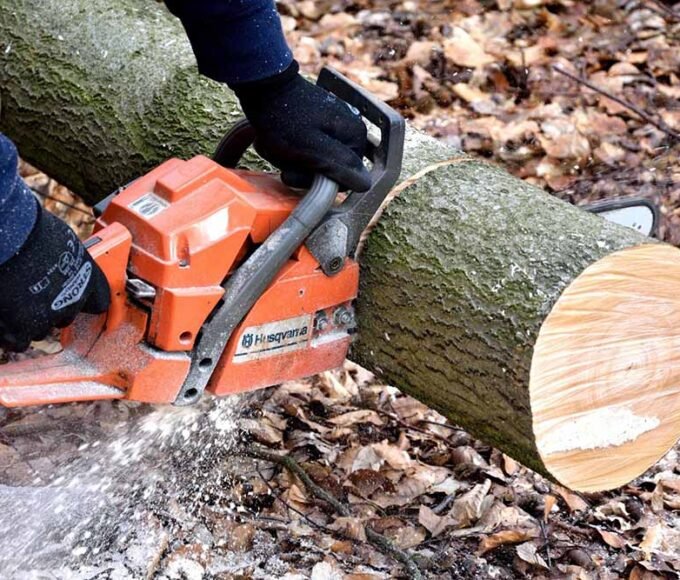 The Do's and Don'ts of Small Tree Removal