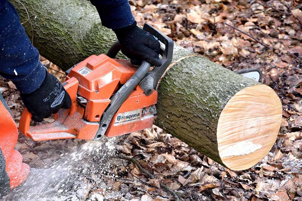 The Do's and Don'ts of Small Tree Removal