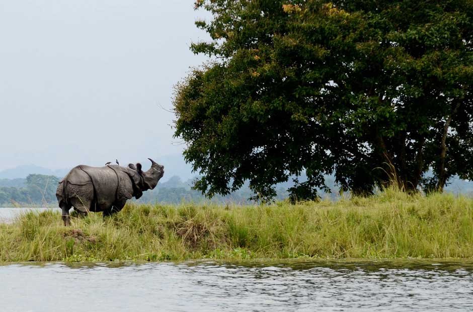 city of Kaziranga