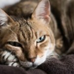 Conditions That Affect Older Cats